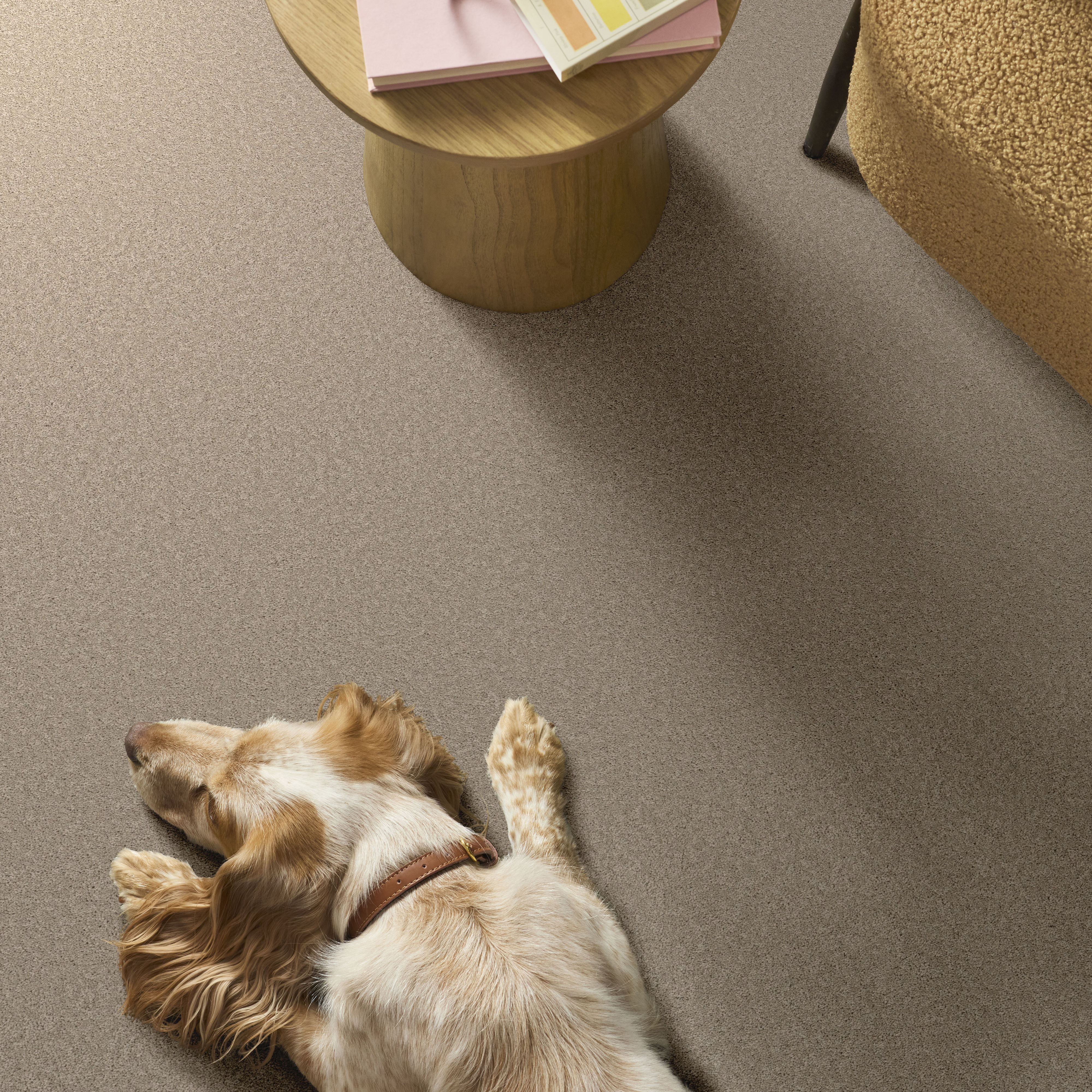 Velvet Touch Ii - Chic Greige Carpet | Shaw Floors